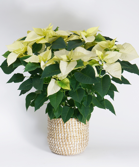 White Poinsettia in Basket