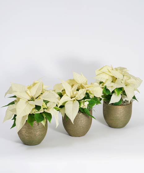 Mini White Poinsettia Trio - Choose Your Container
