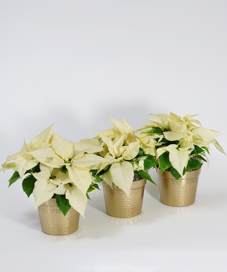 trio of mini white poinsettias in a decorative pots
