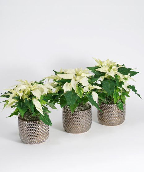 Green & Blooming Plants