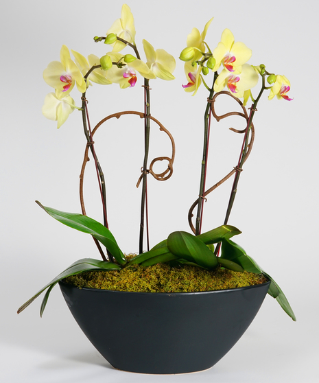 beautiful collection of yellow phalaenopsis orchids planted together in a black ceramic vase