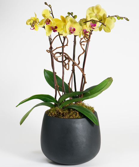 beautiful collection of yellow phalaenopsis orchids planted together in a black ceramic vase