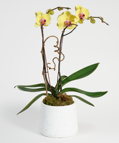 Double Yellow Orchid - Choose Your Container