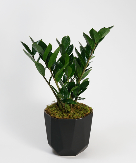 ZZ Plant - Choose Your Container