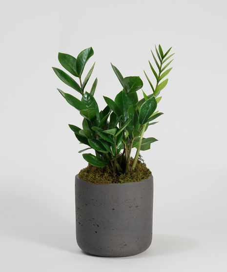 ZZ Plant in black ceramic container