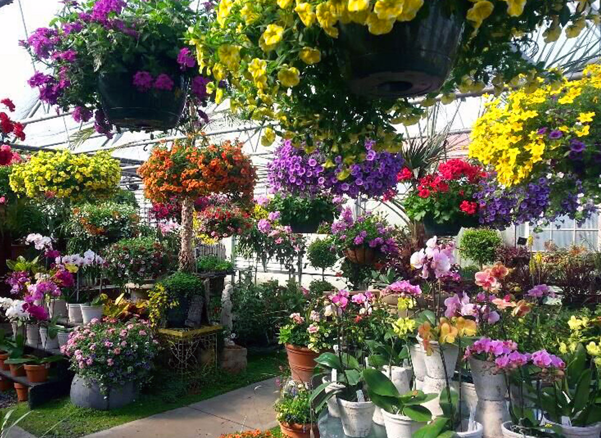 Gorgeous flower and plant arrangements in a wide range of pots and baskets